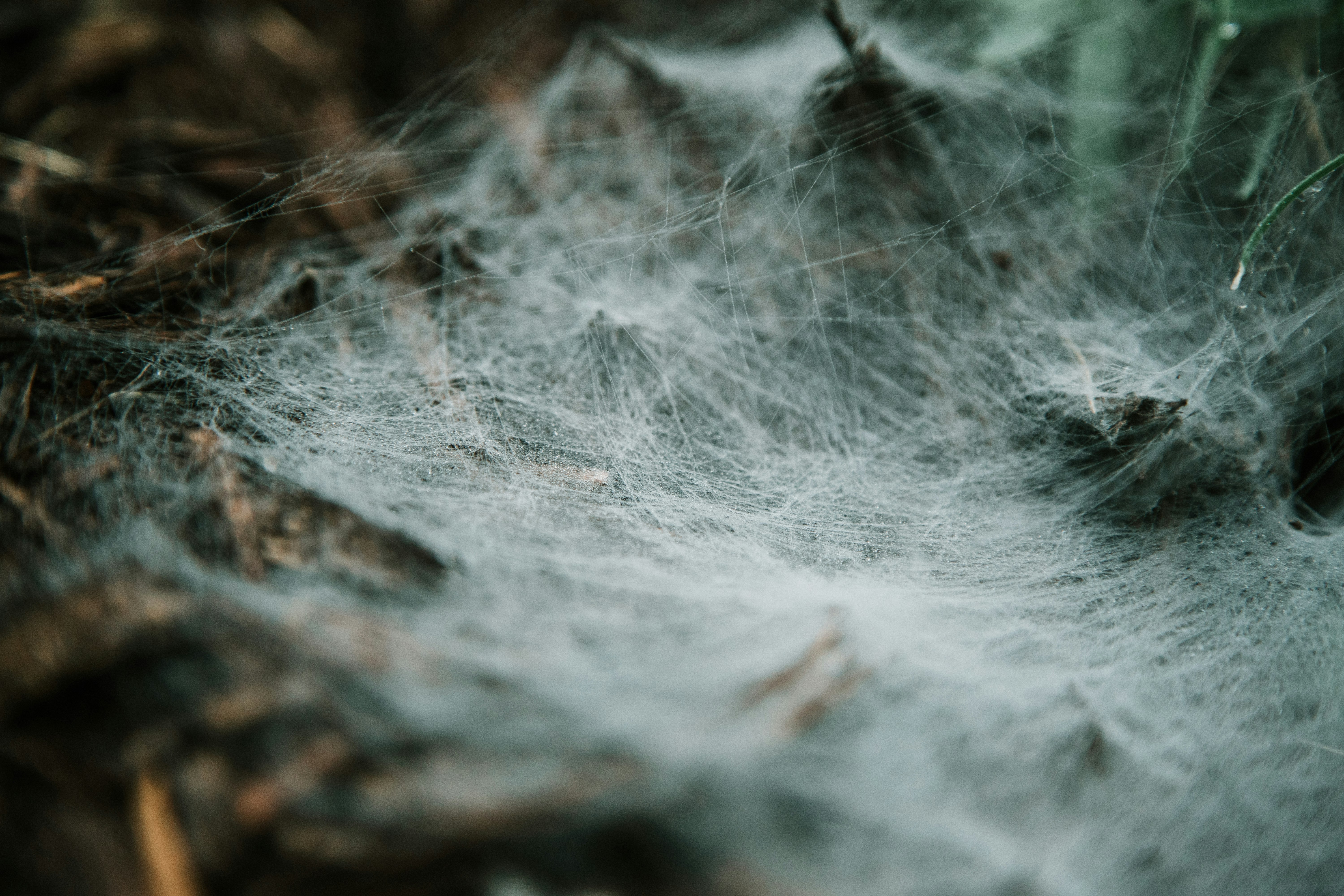 white spiderweb on brown surface